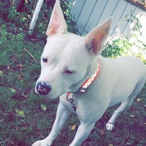 Meet your Posher, Maurice